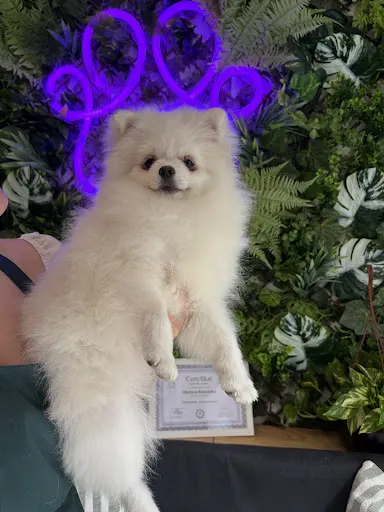 Hau-House Groomer (Psi Fryzjer)